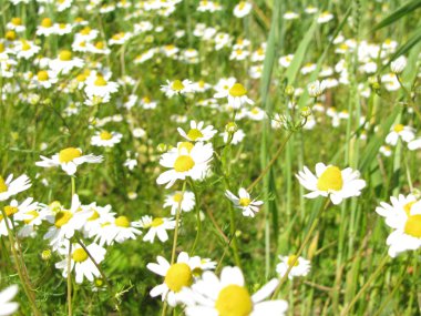 Chamomile, Matricaria chamomilla clipart