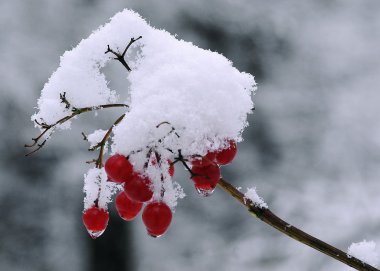 guelder-gül Güz.