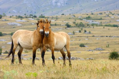 Przewalski horses clipart