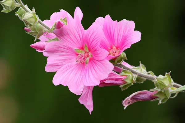 Pink lavateria olbia — Stock Photo, Image