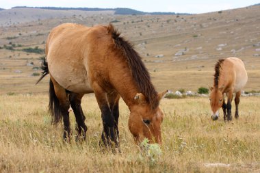 przewalski atlar