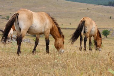 przewalski atlar