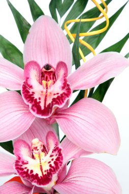 Cymbidium çiçek