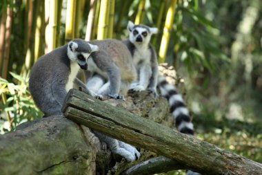 Ring-Tailed Maki