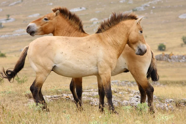 Пржевальские лошади — стоковое фото