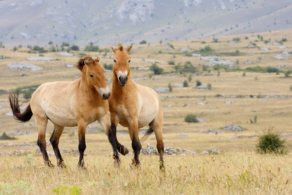 Przewalski horses — Stock Photo, Image