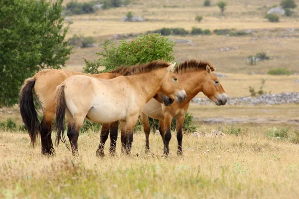 Cavalos przewalski — Fotografia de Stock