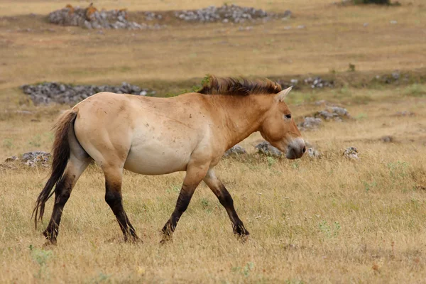 Cavalos przewalski — Fotografia de Stock