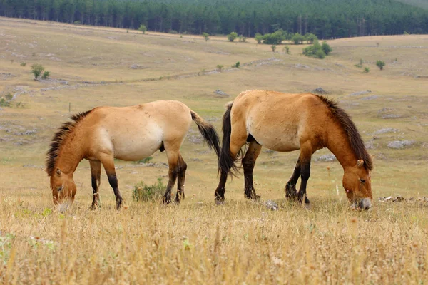 Пржевальские лошади — стоковое фото