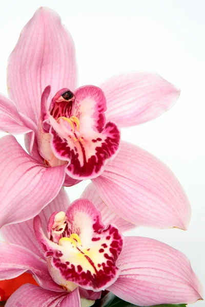 Cymbidium flower — Stock Photo, Image