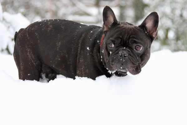 stock image French bull dog in snow