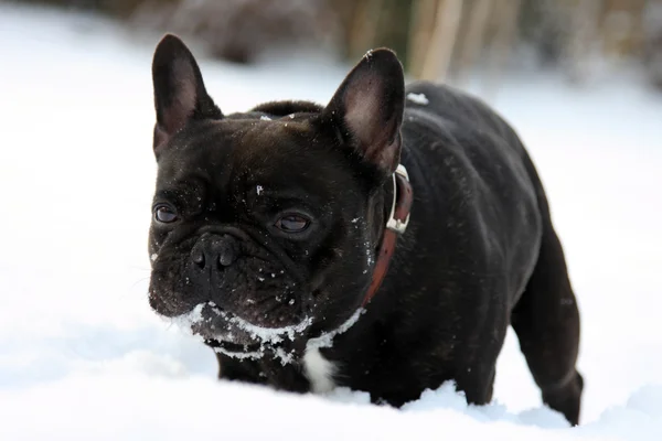 stock image French bulldog in snow