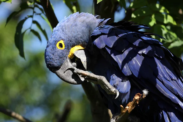 Mavi sümbül Amerika papağanı — Stok fotoğraf