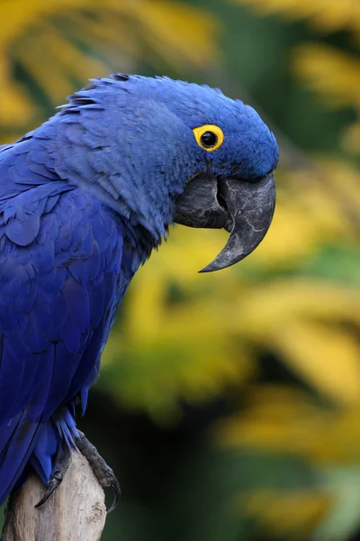 Macaúba-jacinto azul — Fotografia de Stock