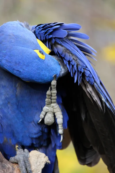 Blue Hyacinth Macaw — Stock Photo, Image