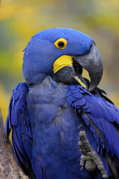 Blue Hyacinth Macaw — Fotografie, imagine de stoc