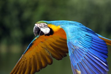 Macaw parrot in flight clipart