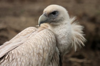 Griffon vulture clipart