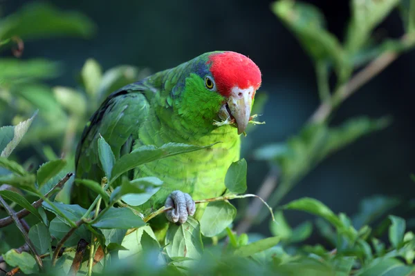 Amazonas coronada roja —  Fotos de Stock