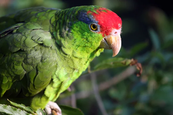 丹顶鹤的亚马逊 — 图库照片
