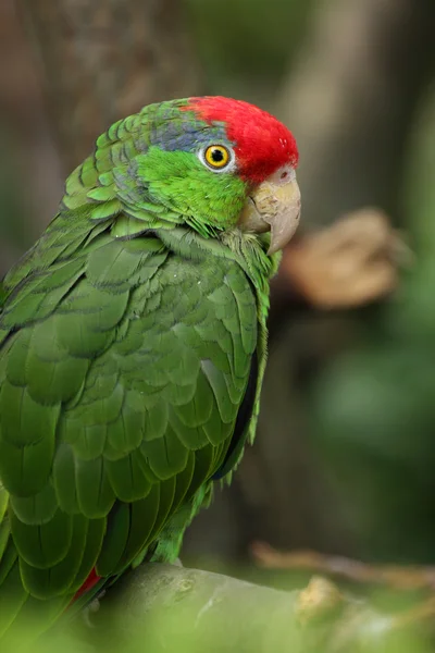 Amazonas de coroa vermelha — Fotografia de Stock