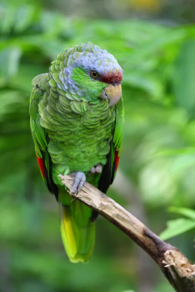 Leylak tepeli amazon papağanı — Stok fotoğraf