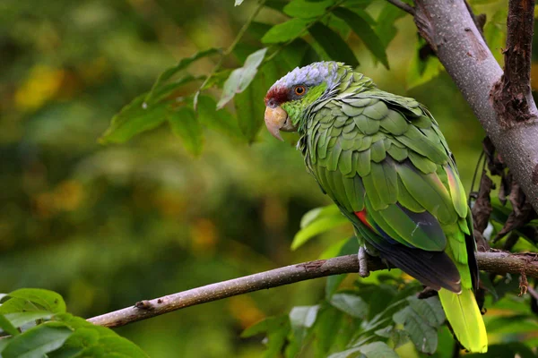 Lila-krönade amazon papegoja — Stockfoto