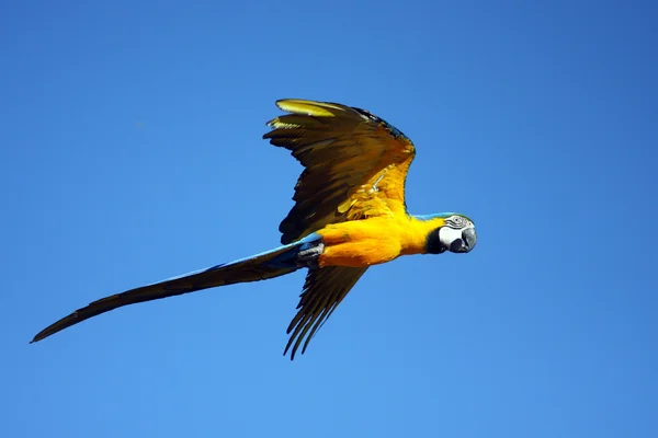 Macaw parrot in flight — Stock Photo, Image