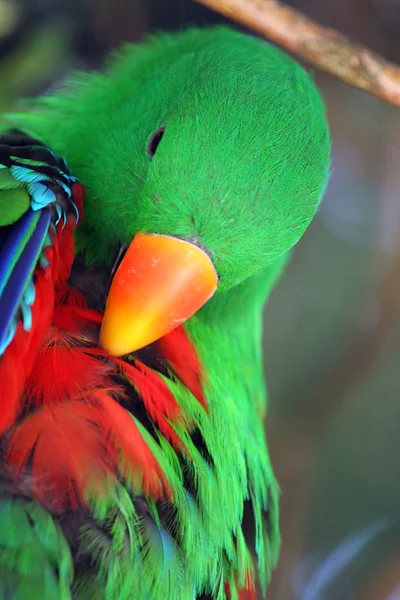 Männchen-Eklektus-Papagei — Stockfoto