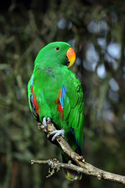Manliga eclectus papegoja — Stockfoto