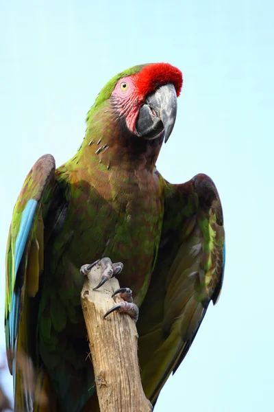 Military macaw — Stock Photo, Image