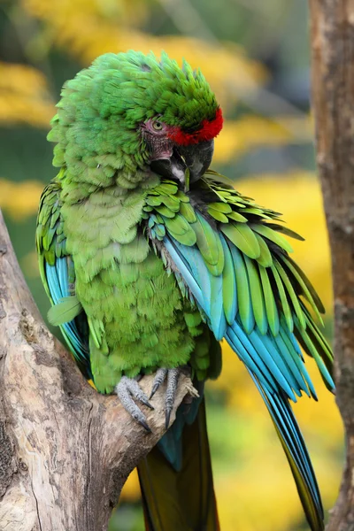 Military macaw — Stock Photo, Image