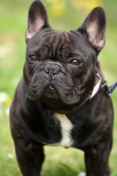 Bulldog francés — Foto de Stock