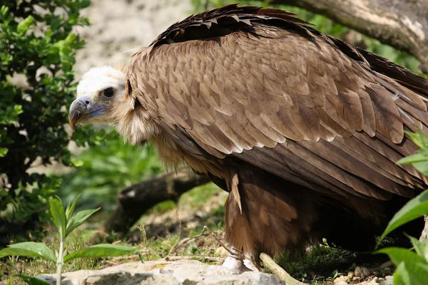 Monk vulture,Aegypius monachus — Stock Photo, Image