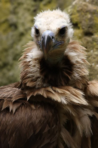 Monk vulture, Aegypius monachus — Stok Foto