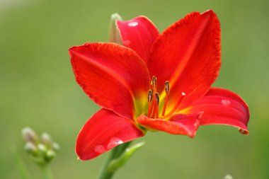 Kırmızı daylily