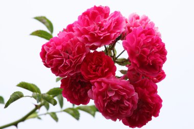 Spray of pink roses clipart