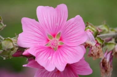 pembe lavateria olbia