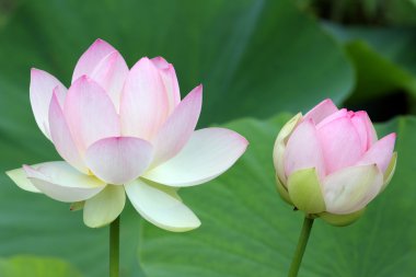 Sacred Lotus flowers clipart