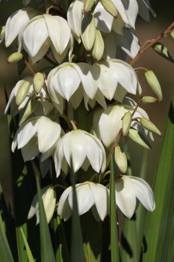 Flowering Yucca plant clipart