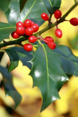 Ilex aquifolium,holly clipart