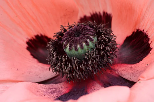 Papaver flower — Stock Photo, Image