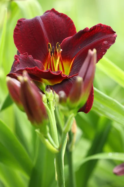 stock image Red daylily