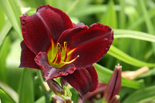 Stock image Red daylily