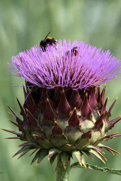 Mor cardoon çiçek