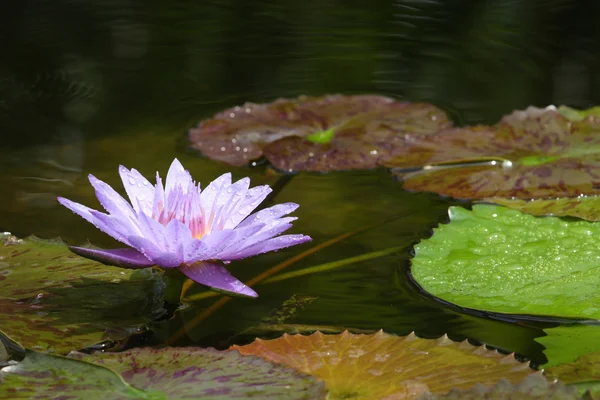 Paarse water lily bloem — Stockfoto