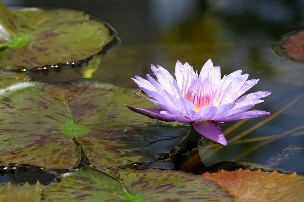 Purple water lily flower — Stock Photo, Image