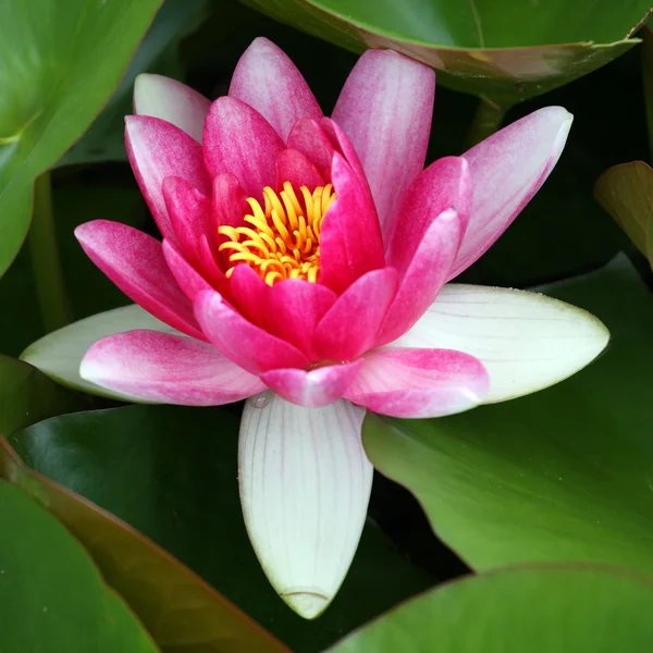 Water lily — Stock Photo, Image