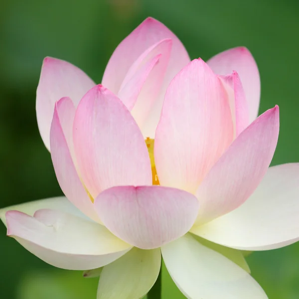 Священні квітка лотоса — стокове фото