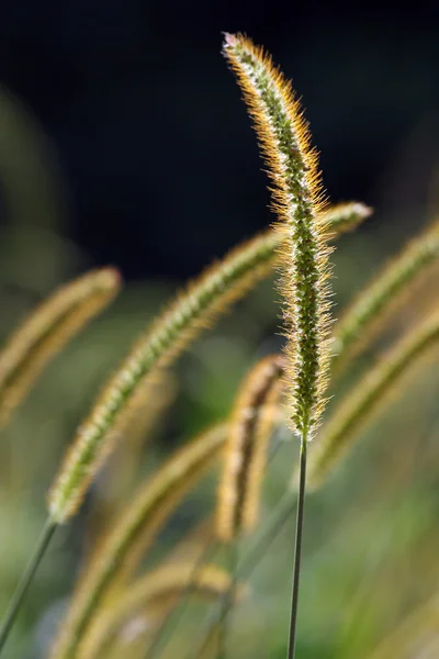 Millet grass plant in sunlight — Stock Photo, Image